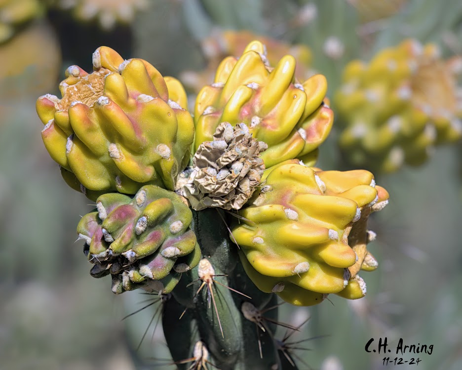 Cactus Cluster