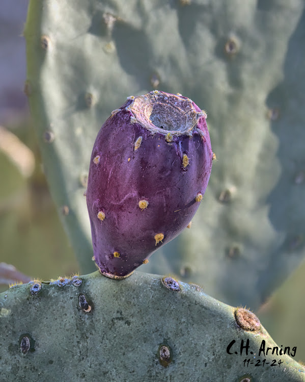 Prickly Jewel