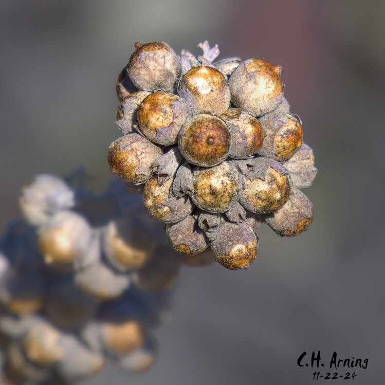 Autumn Seeds