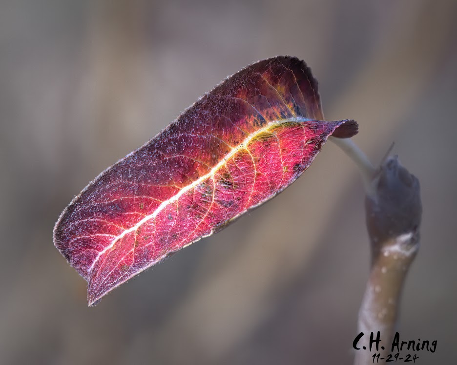 Vivid Decay