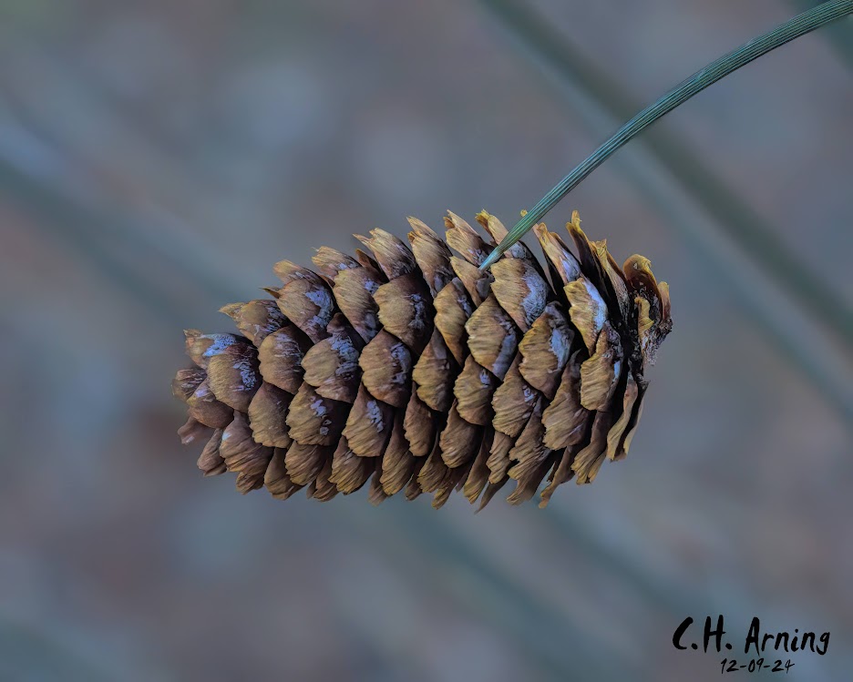 Nature's Ornament