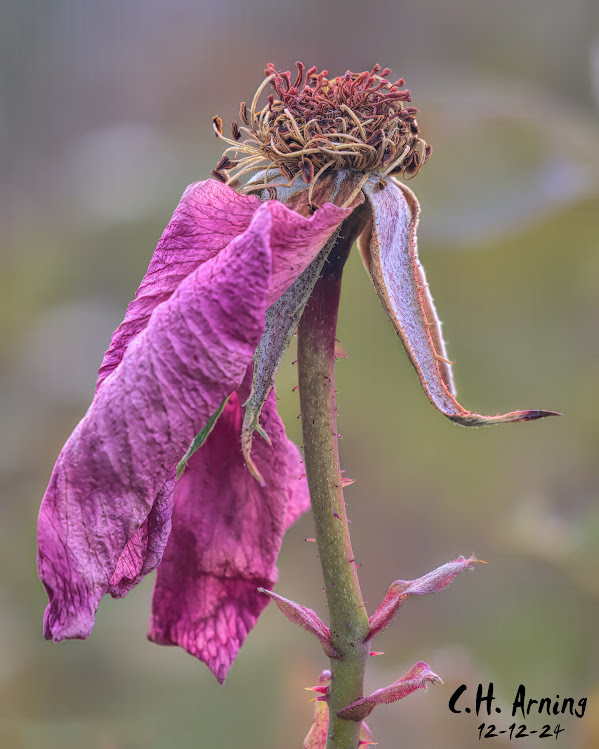 Lingering Grace