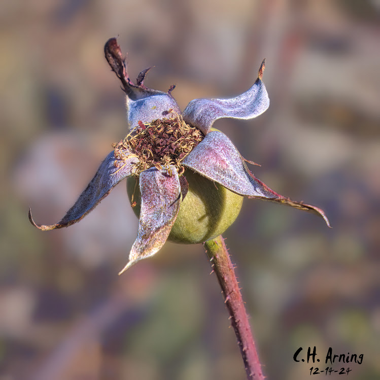 Winter's Rose