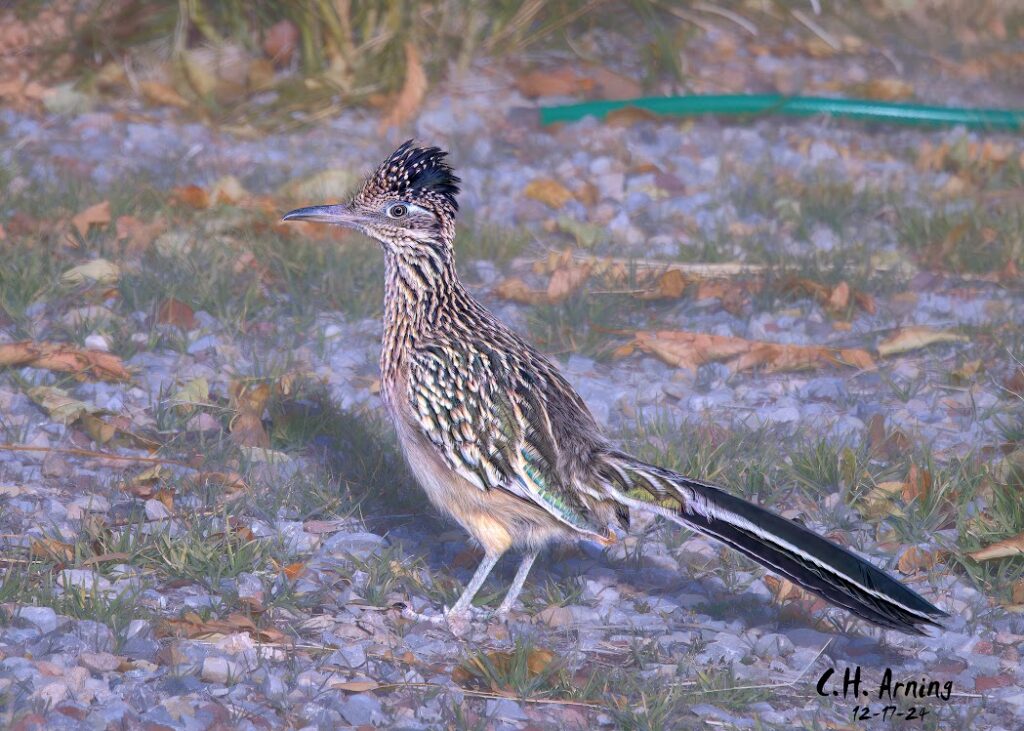 Roadrunner Pause