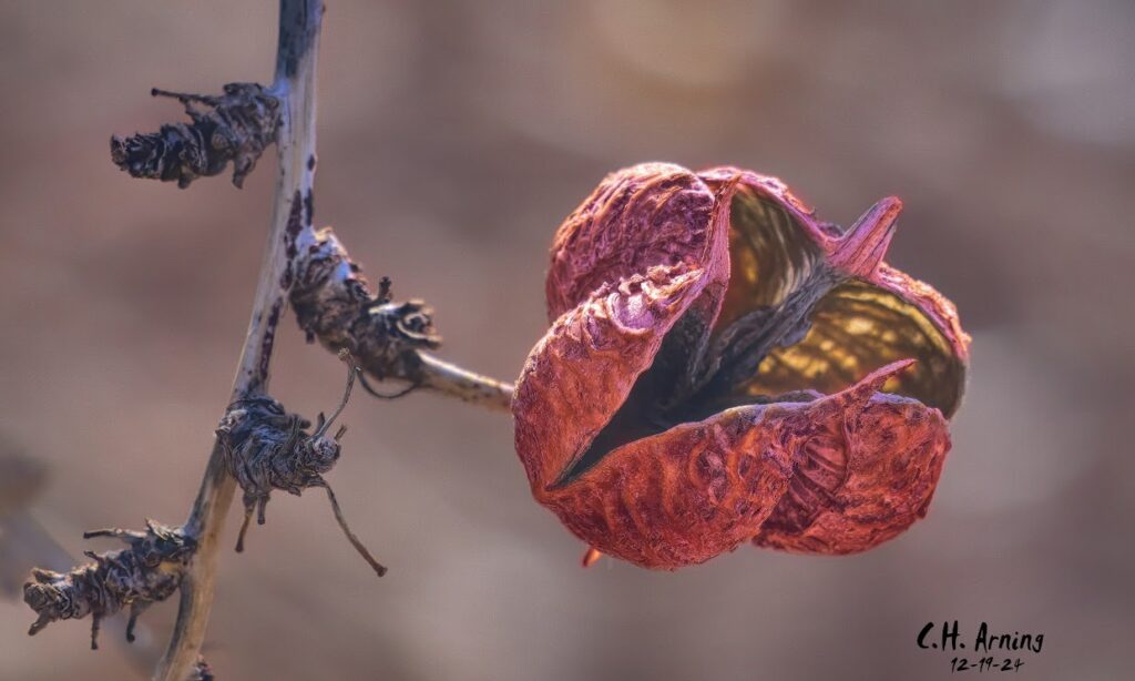 Rustic Bloom