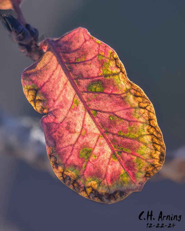 Nature's Canvas