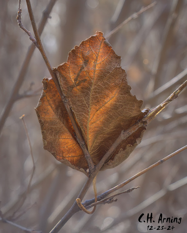 Sunlit Memory