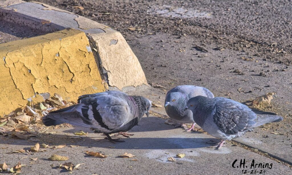 Urban Gossip