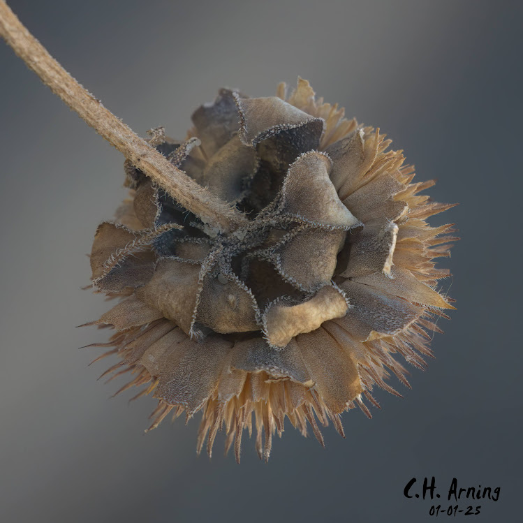 Brittle Bloom