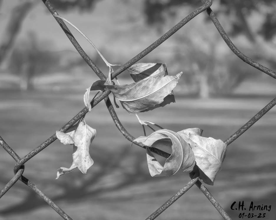 Leaf Lace