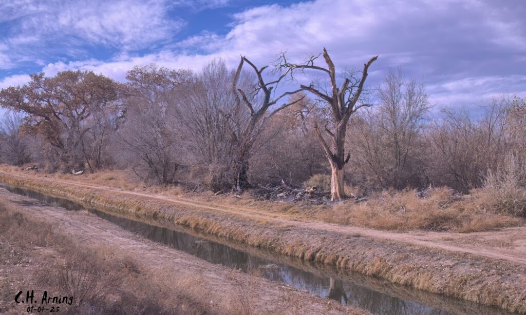 Bosque Arroyo