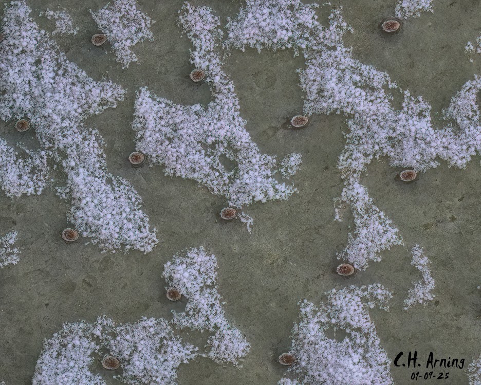 Prickly Frost