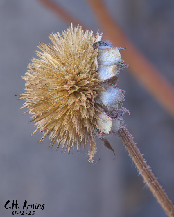 Winter Blossom