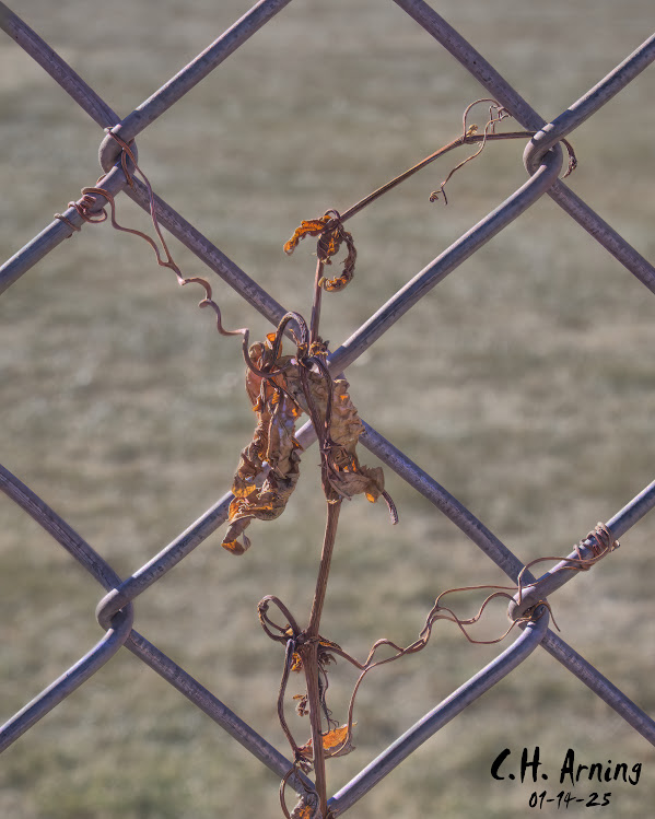 Chain Embrace