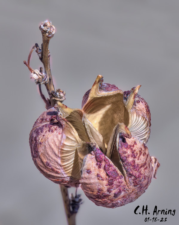 Nature's Shell