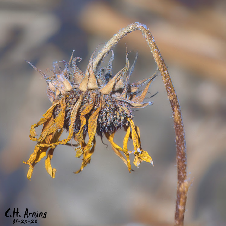 Autumn Remnant