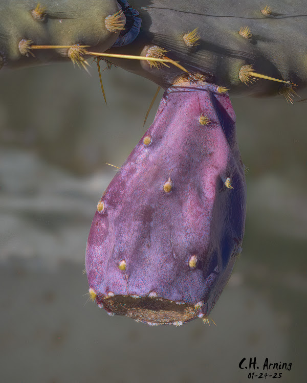 Cactus Fruit