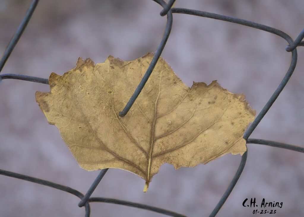 Autumn Snare