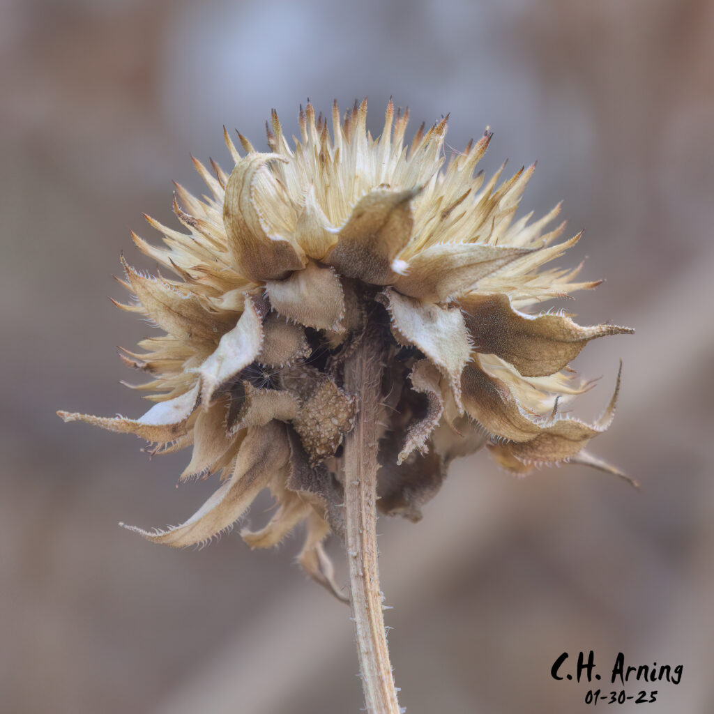 Winter Bloom