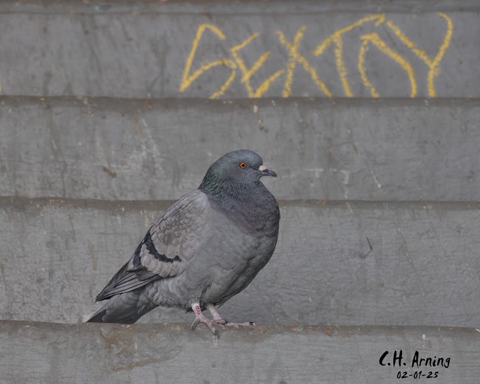 City Dweller