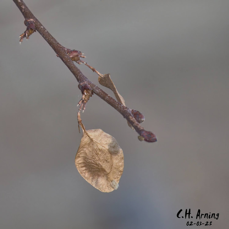 Fragile Hold