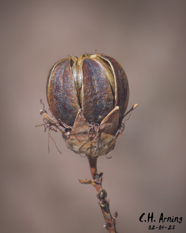 Seed Keeper