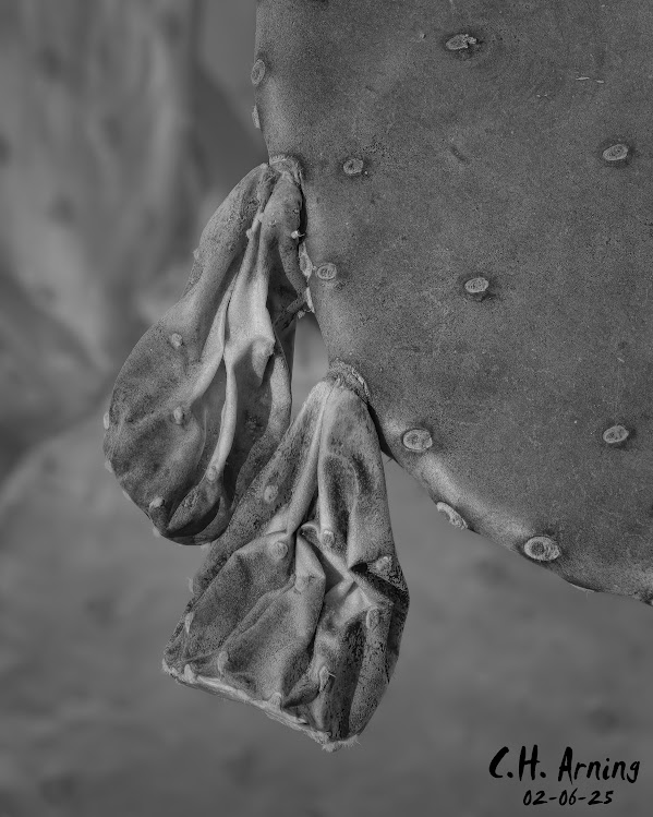 Withered Life