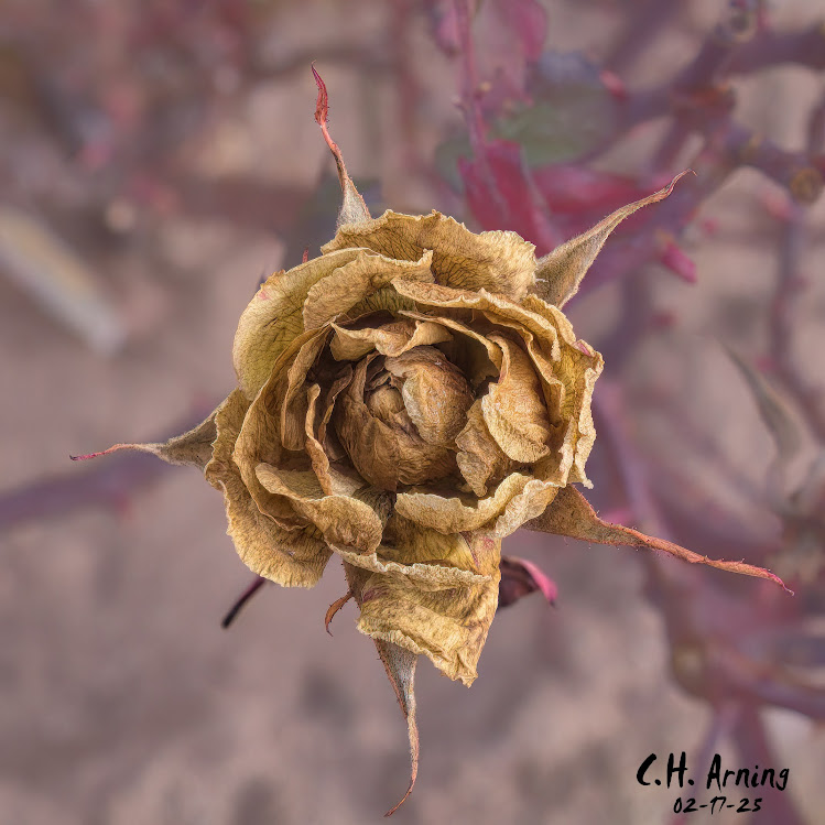 Dried Whisper