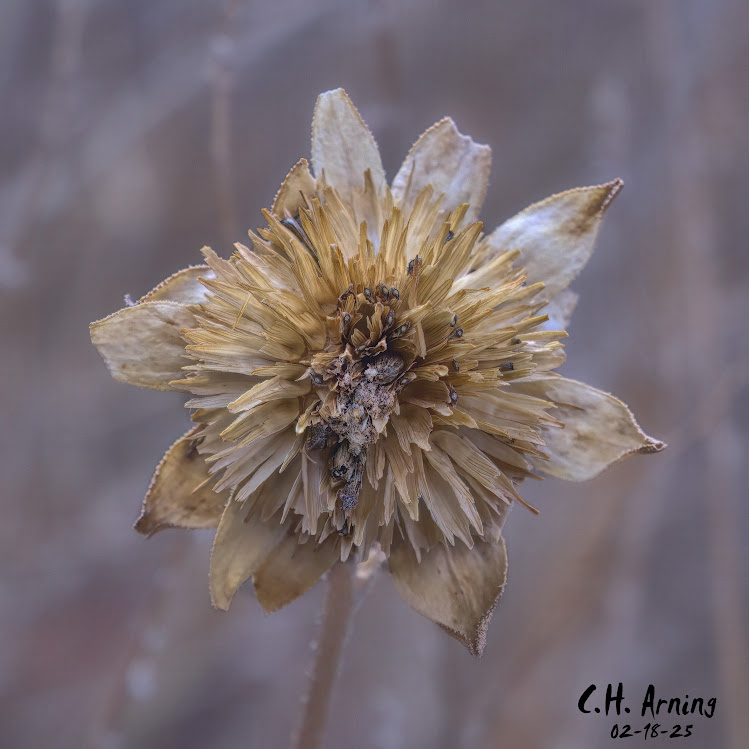 Aged Bloom