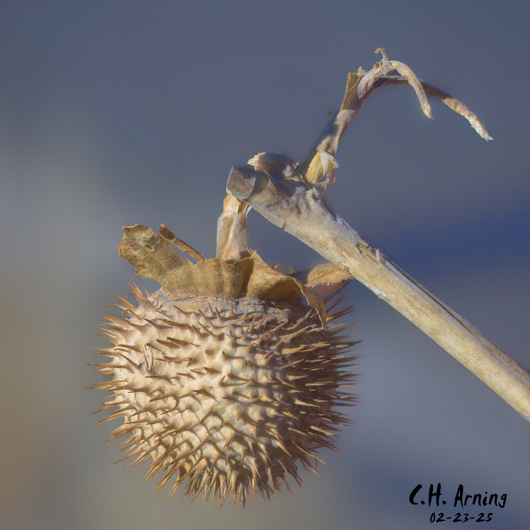 Spiked Elegance