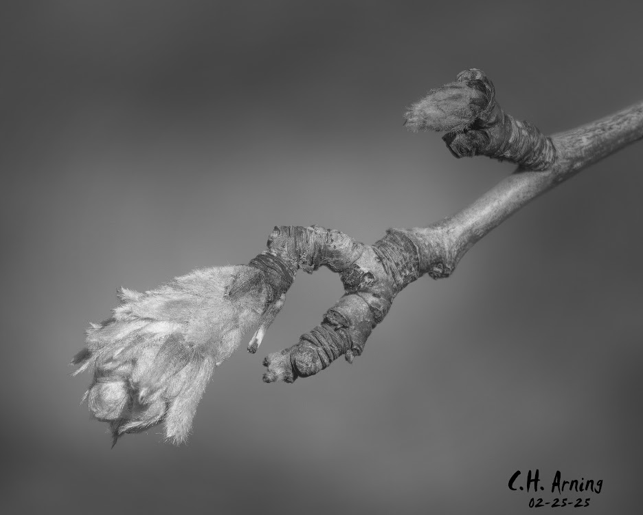 Branching Future