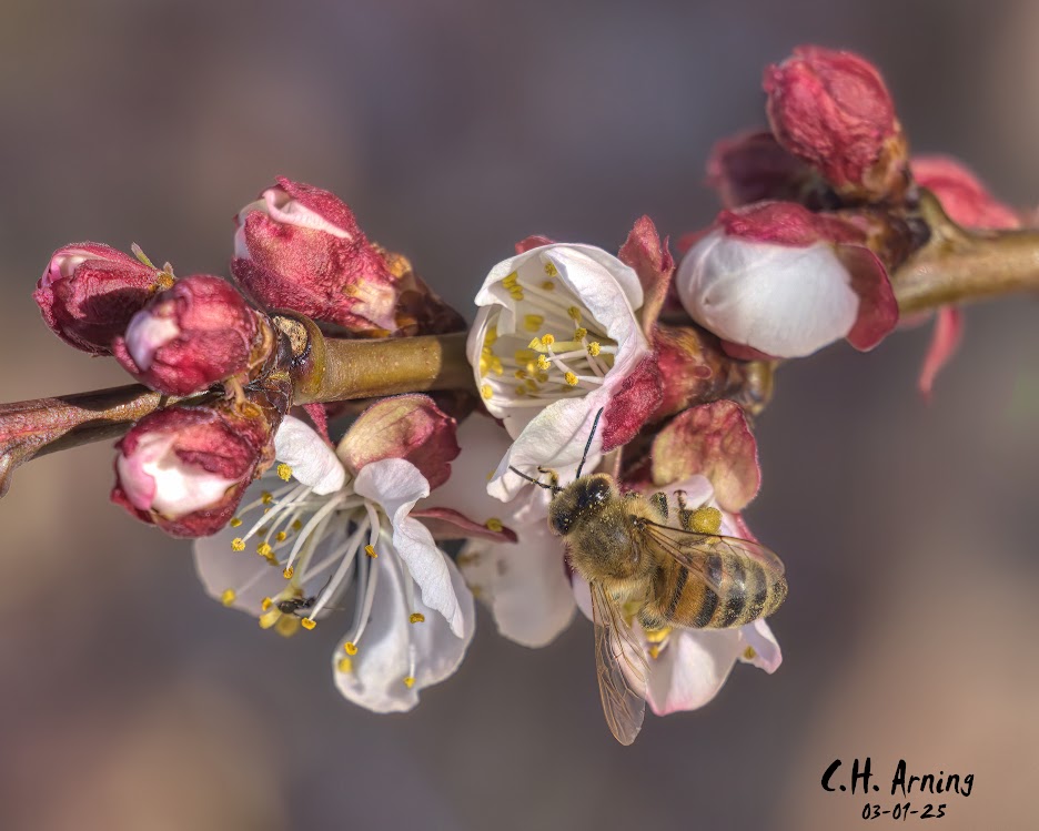Pollen Seeker