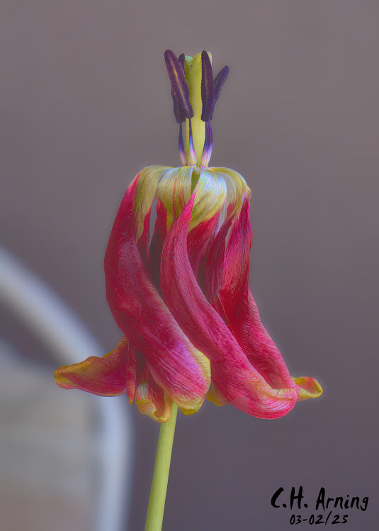 Fleeting Bloom