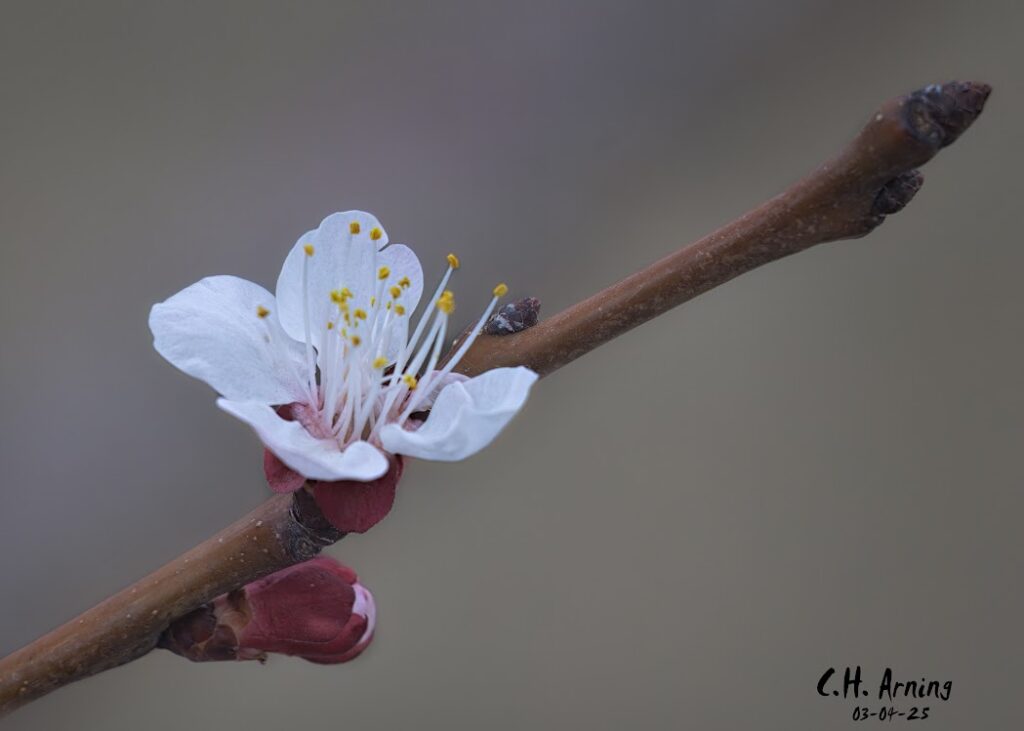 Spring Awakens