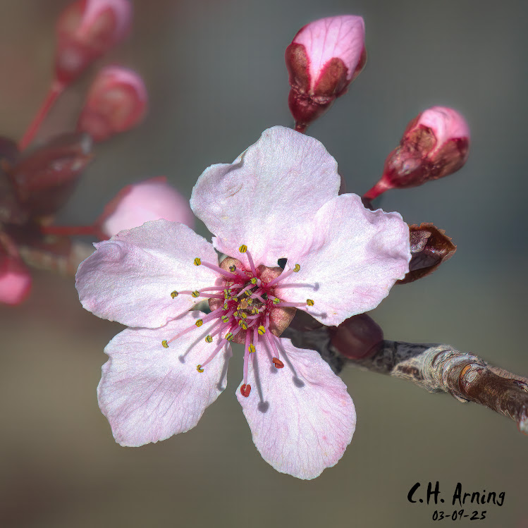 Spring Whisper