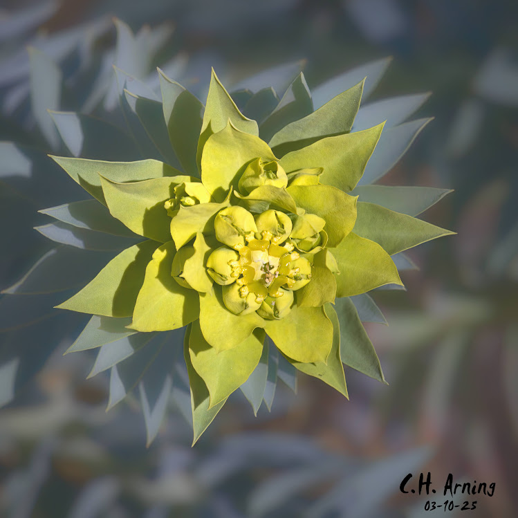 Radiant Bloom