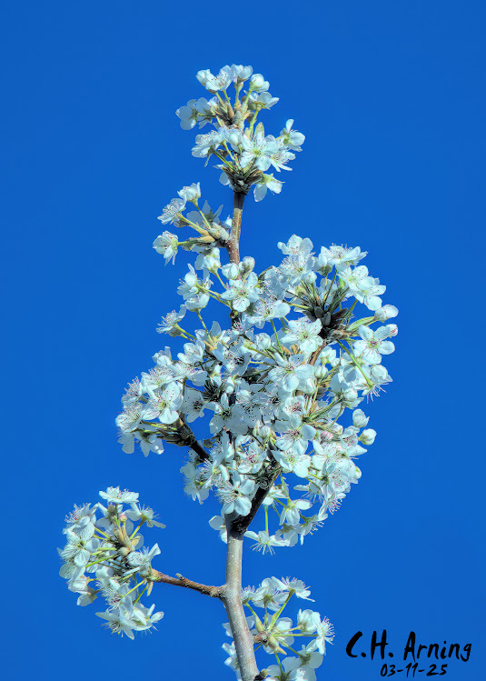 Awakening Tree