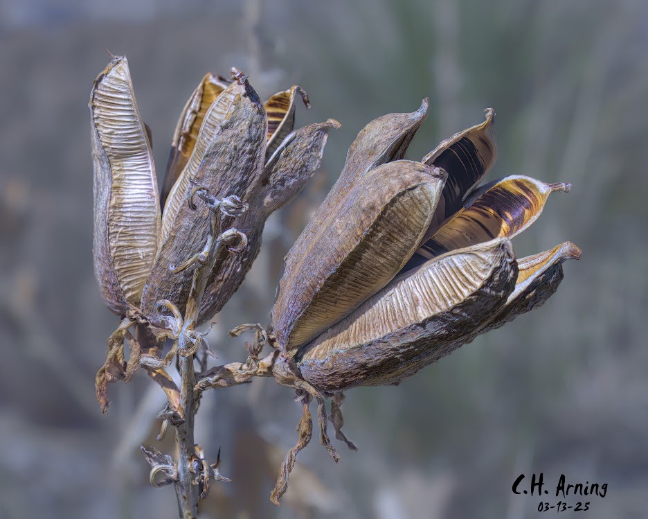 Desert Remnants