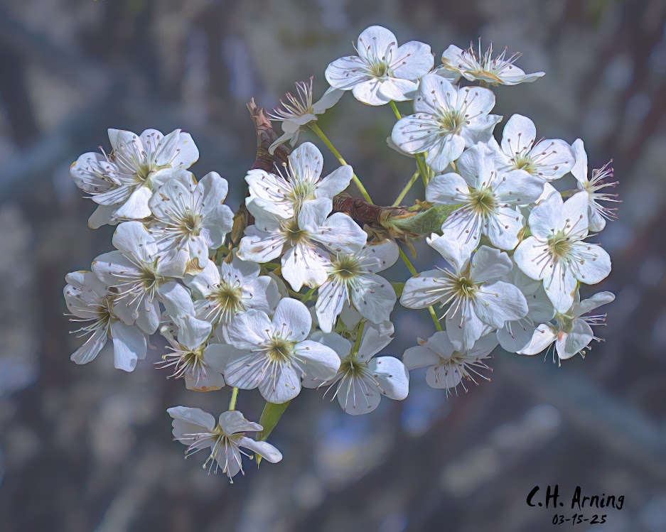 Spring Burst