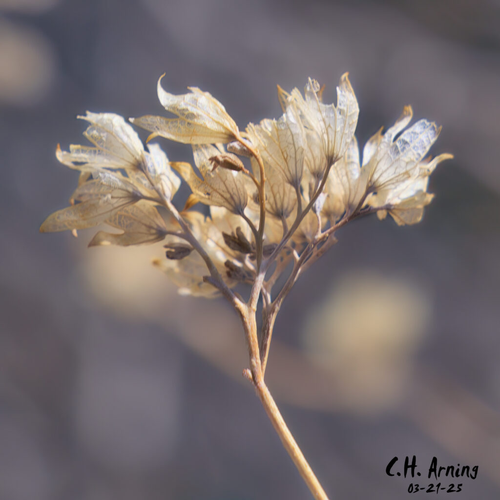 Nature's Lace