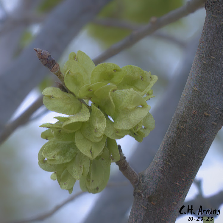 Spring Cluster