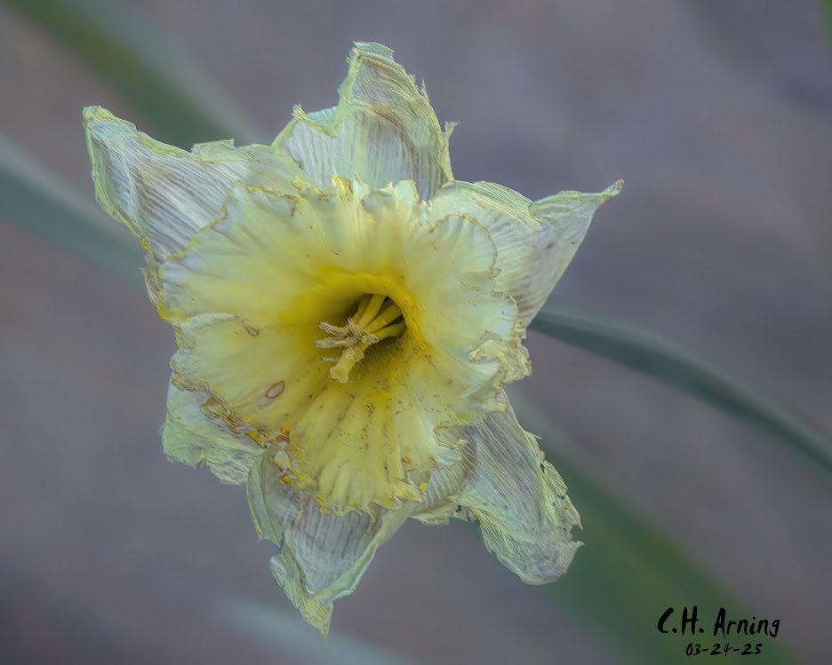 Worn Grace