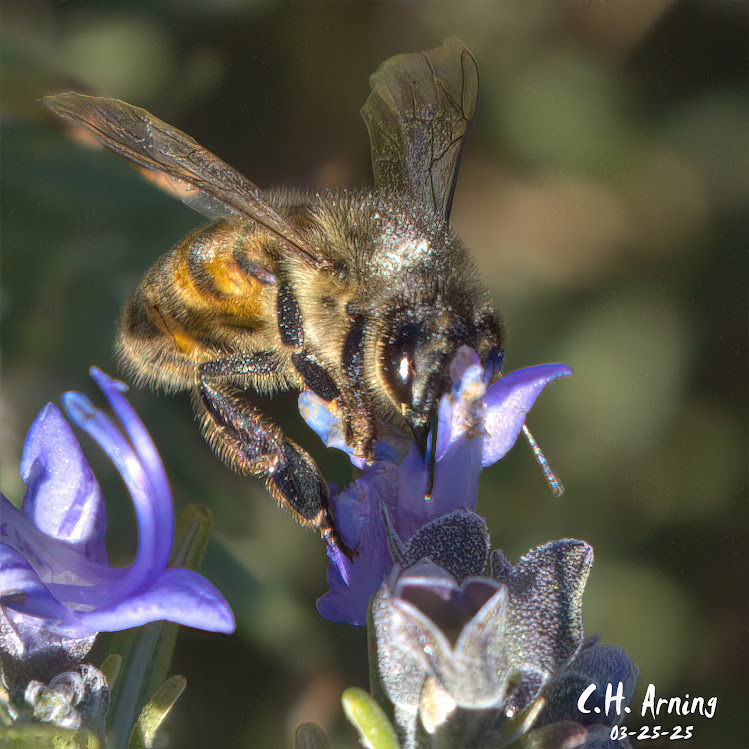 Lavender Landing