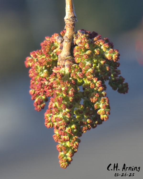 Tree Awakening