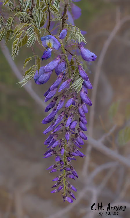 Floral Drop