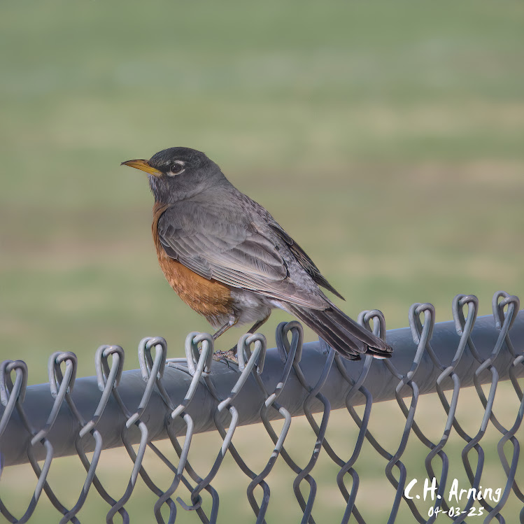 Lone Watcher