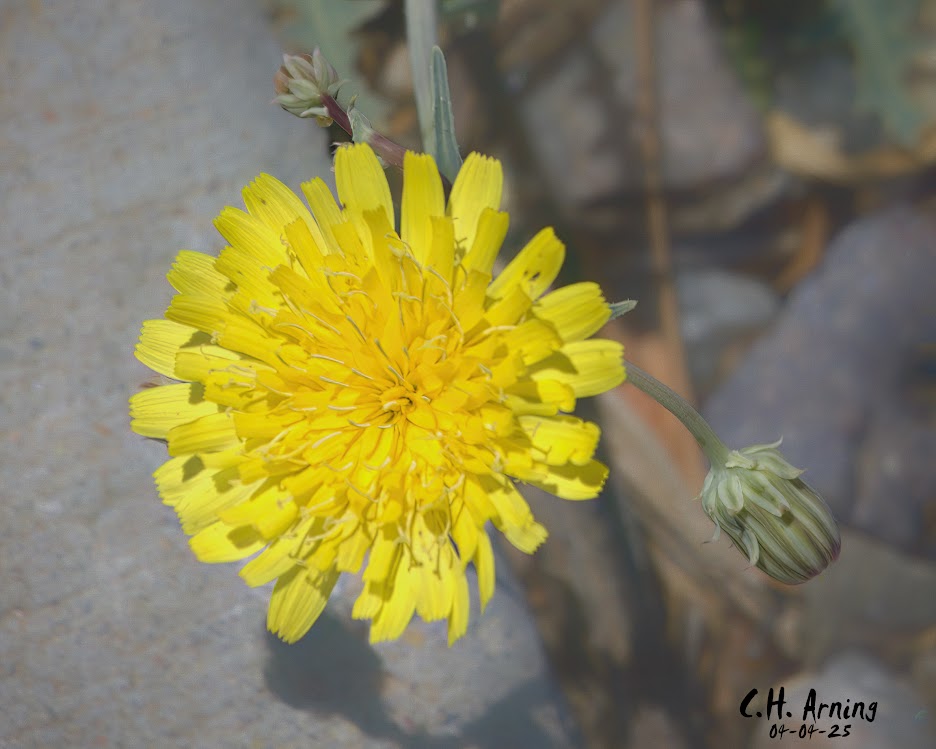 Dandelion Glow
