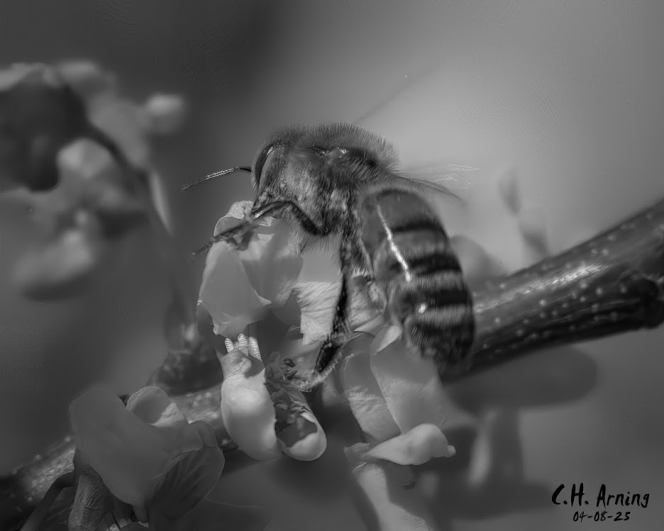 Buzz Noir