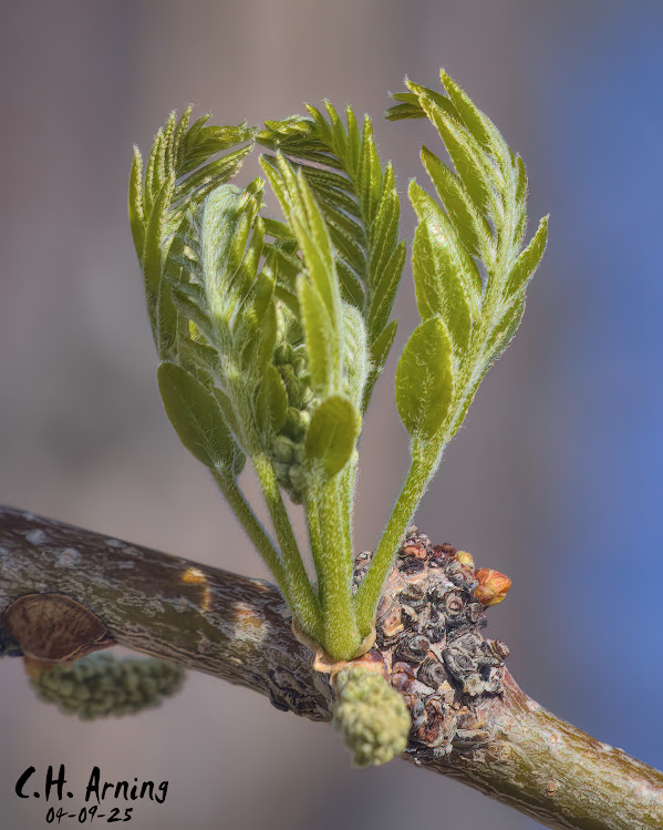 Spring Unfolding