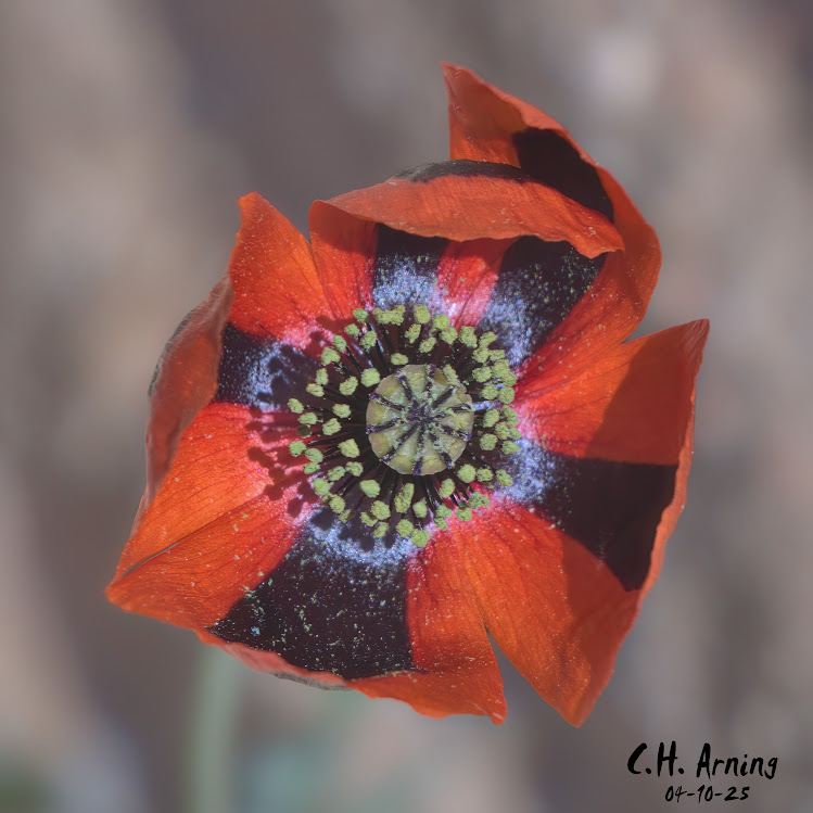 Bold Bloom